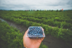 A box of Blueberry in the hand
