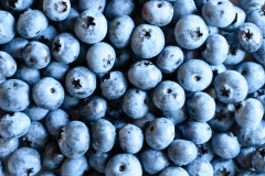 blueberry harvest ripe wild berry as background